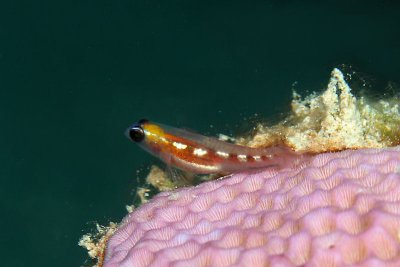 Masked goby