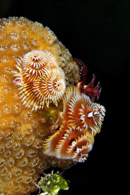 Christmas tree worms on star coral