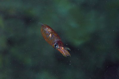 Juvenile inshore arrow squid