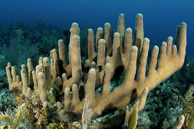 Unusual pillar coral formation