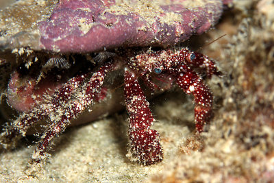 Red-speckled hermit crab