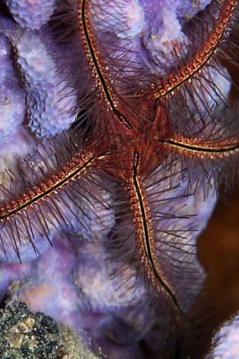 Brittle star on purple vase sponge