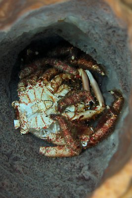 Remains of a crab in a sponge