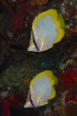 Pair of spotfin butterflyfish