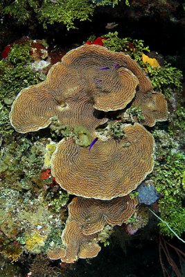 Plate coral