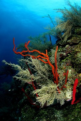 Rope sponges and sea plume coral