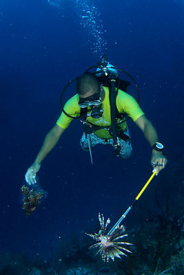 Mark collecting lionfish
