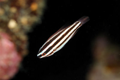 Juvenile princess partrotfish