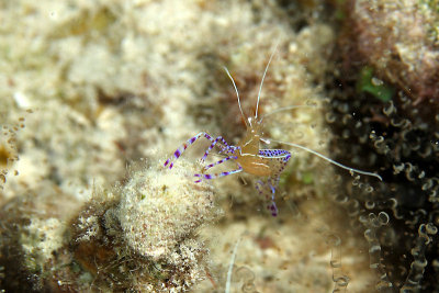 Pederson cleander shrimp