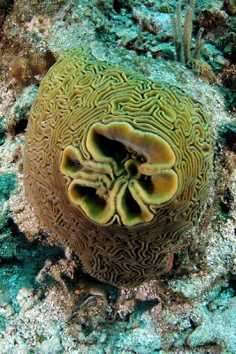 Unusual brain coral formation