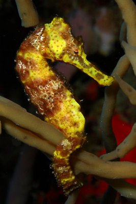 Yellow longsnout seahorse