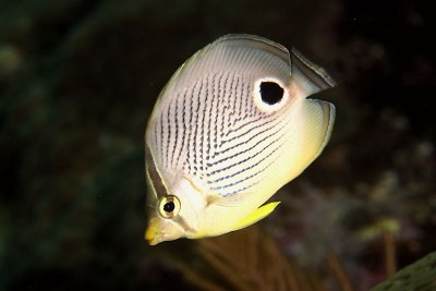 Four-eye butterflyfish