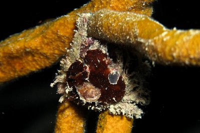 Hairy clinging crab