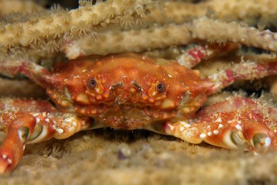 Red-ringed clinging crab