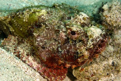 Scorpionfish