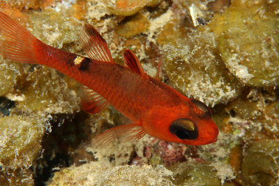 Whitestar cardinalfish