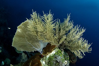  Sea plume coral with sea fan