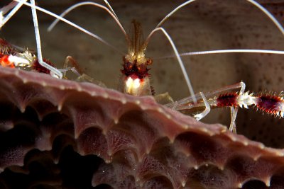 Banded coral shrimp