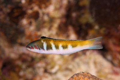 Bluehead wrasse - initial phase