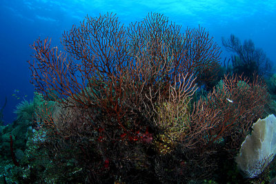 Deep sea gorgonians