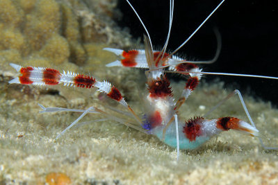 Banded coral shrimp with eggs - side view