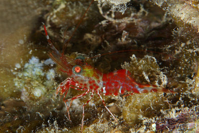 Red night shrimp