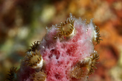 Sponge zoanthids