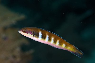 Bluehead wrasse - initialphase
