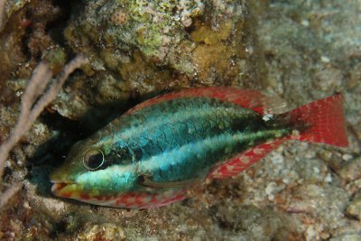 Red-banded parrotfish
