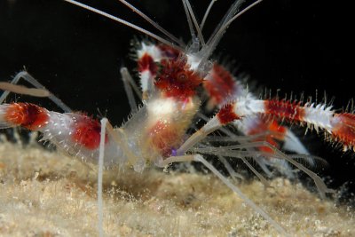Red-banded cleaner shrimp