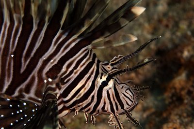 Lionfish