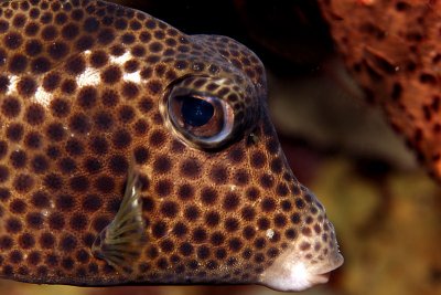 Trunkfish