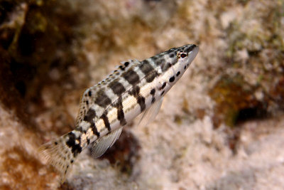 Harlequin bass