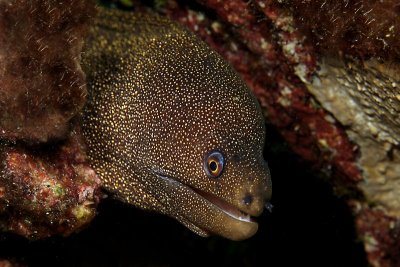 Goldentail moray