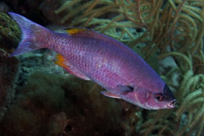 Creole wrasse