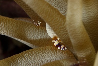 Pair of squant anemone shrimp