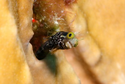Spinyhead blenny