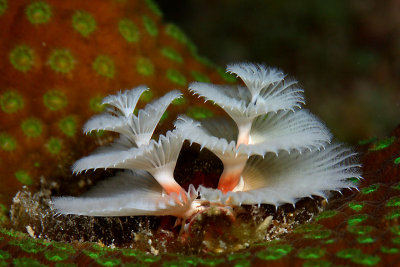 Christmas tree worm