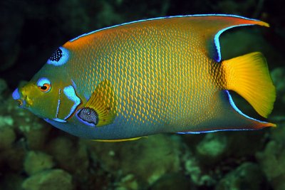 Queen angelfish