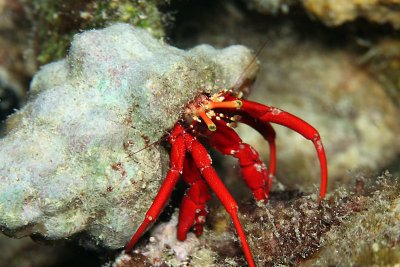 Red hermit crab