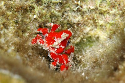 Cryptic teardrop crab