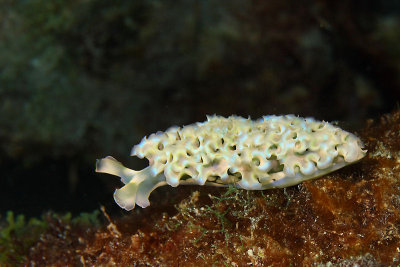 Lettuce slug