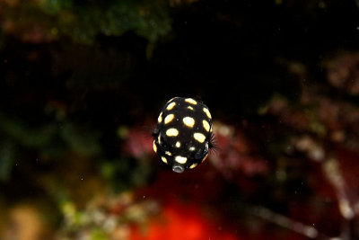 Baby trunkfish