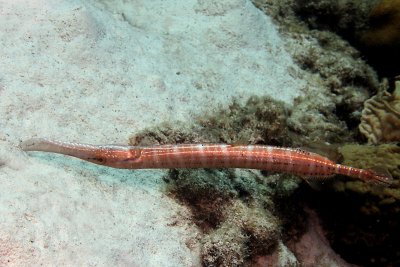 Trumpetfish hanging upside down  - odd