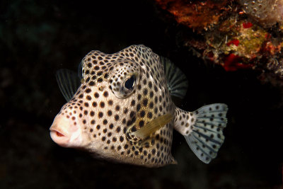 Spotted trunkfish