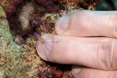 Pederson cleaner shrimp grooming Darren's fingernail