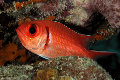 Blackbar soldierfish