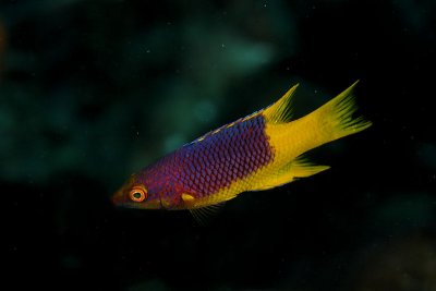 Juvenile spanish hogfish