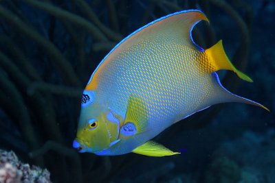 Queen angelfish