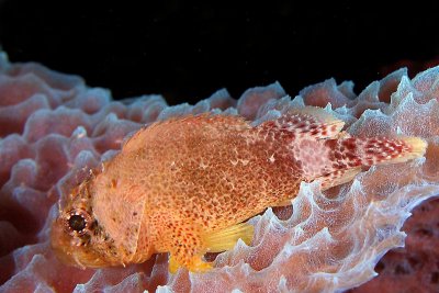 Reef scorpionfish on purple vase sponge